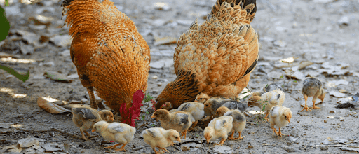 Tu Gallina Online 🐓 | Compra Gallinas a Distancia | Material Avícola y Alimentación