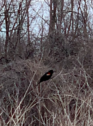 Nature Preserve «Marais Temps Clair Conservation Area», reviews and photos, 5134 Island Road, St Charles, MO 63301, USA