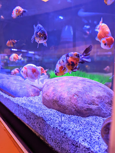 Tropical Fish Store «Nemo Aquarium», reviews and photos, 1560 Indian Trail Rd #106, Norcross, GA 30093, USA