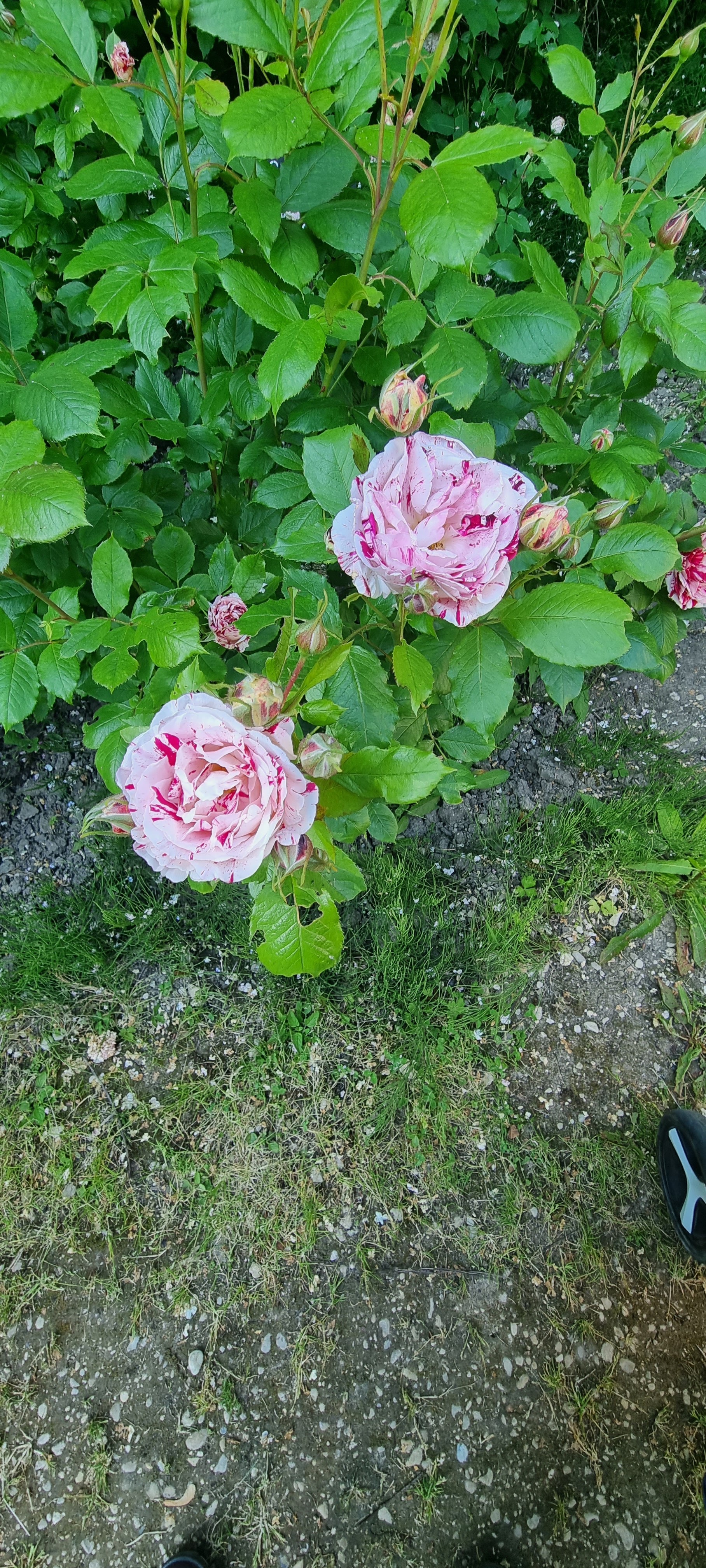 Photo n° 7 de l'avis de Isabelle.a fait le 31/05/2023 à 14:27
