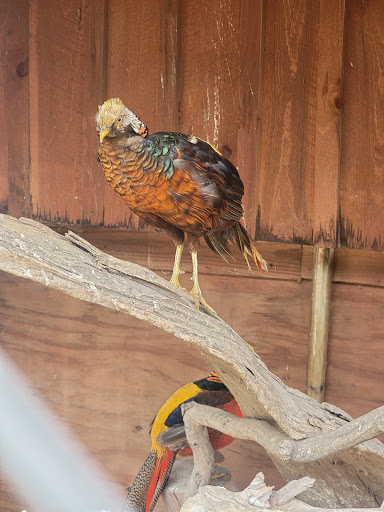 Zoo «Dutch Creek Farm Animal Park», reviews and photos, 6255 N 1000 W, Shipshewana, IN 46565, USA