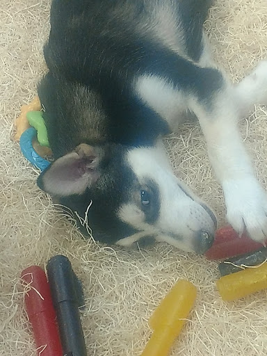 Pet Store «Pet City», reviews and photos, 14200 E Alameda Ave #2036, Aurora, CO 80012, USA