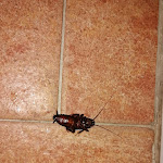 Photo n°1 de l'avis de Franca.e fait le 02/04/2024 à 12:49 sur le  Al Paradiso Trattoria à Pieve di Soligo