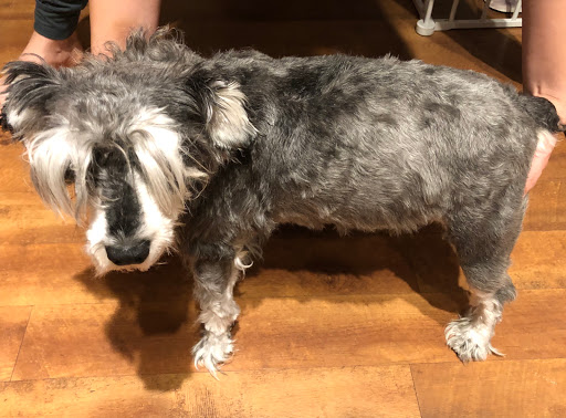 Pet Supply Store «PetSmart», reviews and photos, 6204 W Park Blvd, Plano, TX 75093, USA