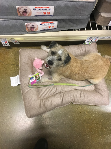 Pet Supply Store «PetSmart», reviews and photos, 8852 Washington Blvd, Pico Rivera, CA 90660, USA