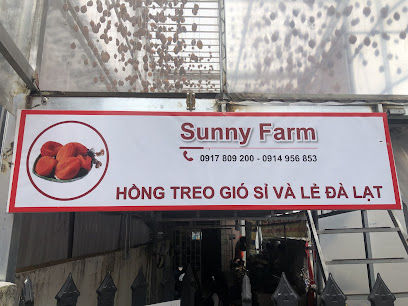 Hồng treo gió sỉ và lẻ Đà Lạt - Sunny Farm