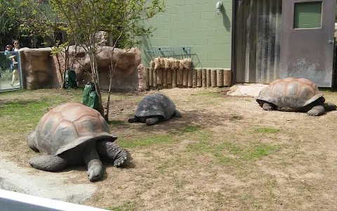 San Antonio Zoo image