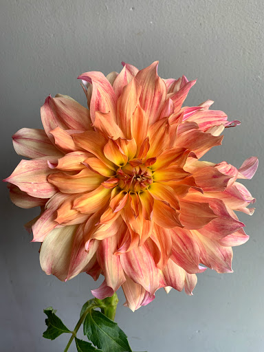 Florist «Snapdragon Flowers and Gifts», reviews and photos, 5015 Baltimore Ave, Philadelphia, PA 19143, USA