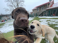 Pet N Play Luxury Pet Resort - Photo 7 - Car repair in Newburgh, NY, Poughkeepsie