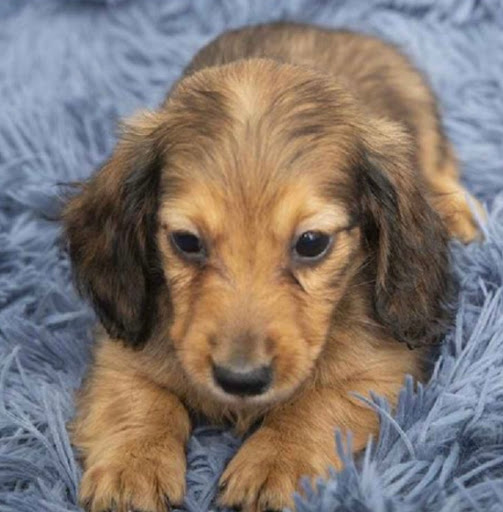 Pet Store «Pet Express», reviews and photos, 100 Independence Way, Danvers, MA 01923, USA