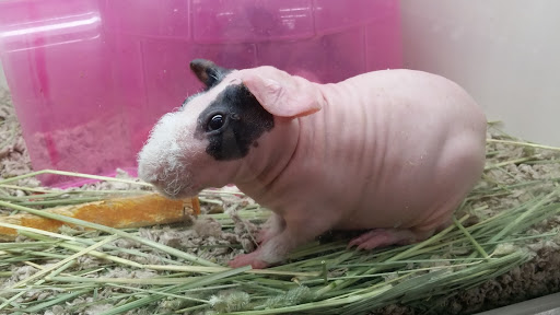 Pet Supply Store «Pet Supplies Plus», reviews and photos, 2823 Midway Rd SE, Bolivia, NC 28422, USA