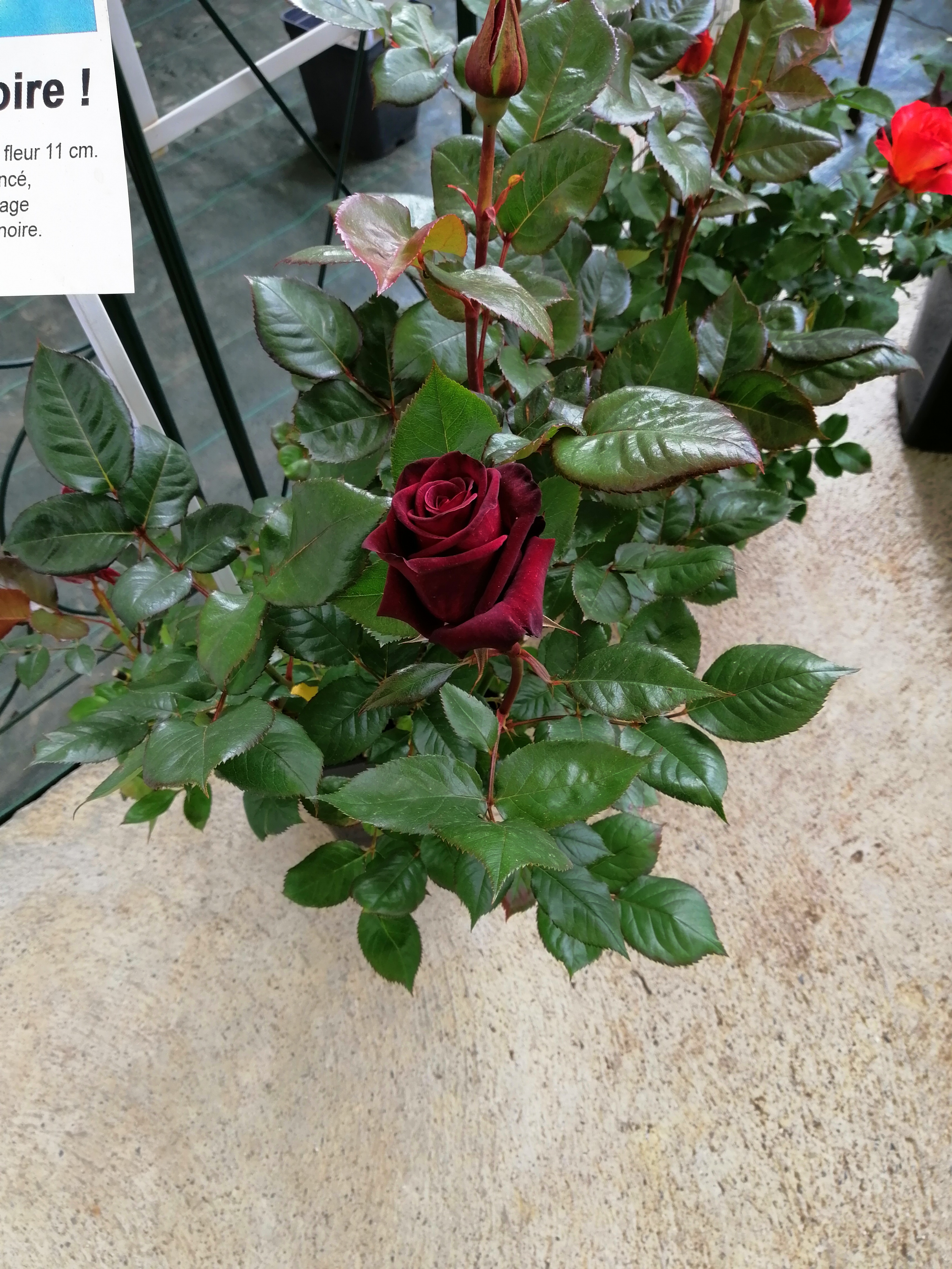 Photo n° 2 de l'avis de Isabel.r fait le 24/04/2019 à 16:53