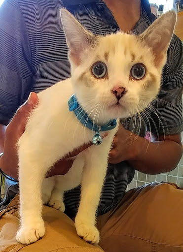 Animal Hospital «Lifetime Pet Center- Williamsburg», reviews and photos, 3070 Old State Rte 32, Batavia, OH 45103, USA