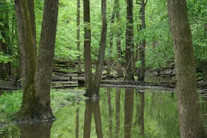 Messenger Woods Nature Preserve image