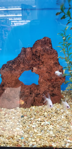 Pet Supply Store «Petco Animal Supplies», reviews and photos, 304 Western Ave, Brighton, MA 02135, USA