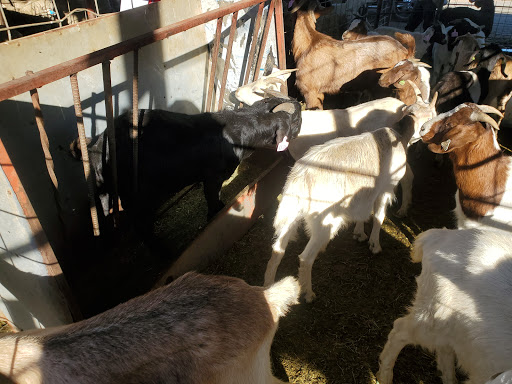 Meat Wholesaler «Lizze Custom Processing», reviews and photos, 7310 Pine Ave, Chino, CA 91708, USA