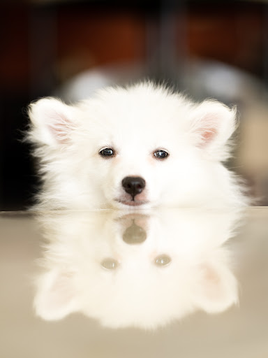 Pet Store «Petland of Plantation», reviews and photos, 801 S University Dr, Plantation, FL 33324, USA