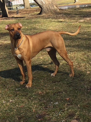 Park «Edgewood Park», reviews and photos, Edgewood Ave, New Haven, CT 06511, USA