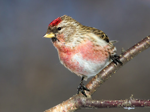 Birds For Sale in Herning, Herning