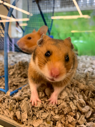 Pet Supply Store «PetSmart», reviews and photos, 5336 Westpointe Plaza Drive, Columbus, OH 43228, USA