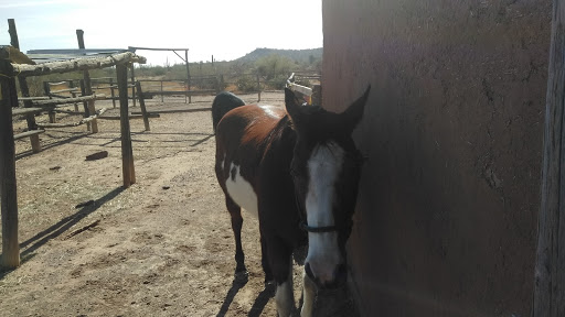 History Museum «Pioneer Living History Museum», reviews and photos, 3901 W Pioneer Rd, Phoenix, AZ 85086, USA