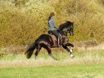 Annelies Rienksma - Training van Ruiter en Paard. Dressuur, Longeren, Houding en Zit