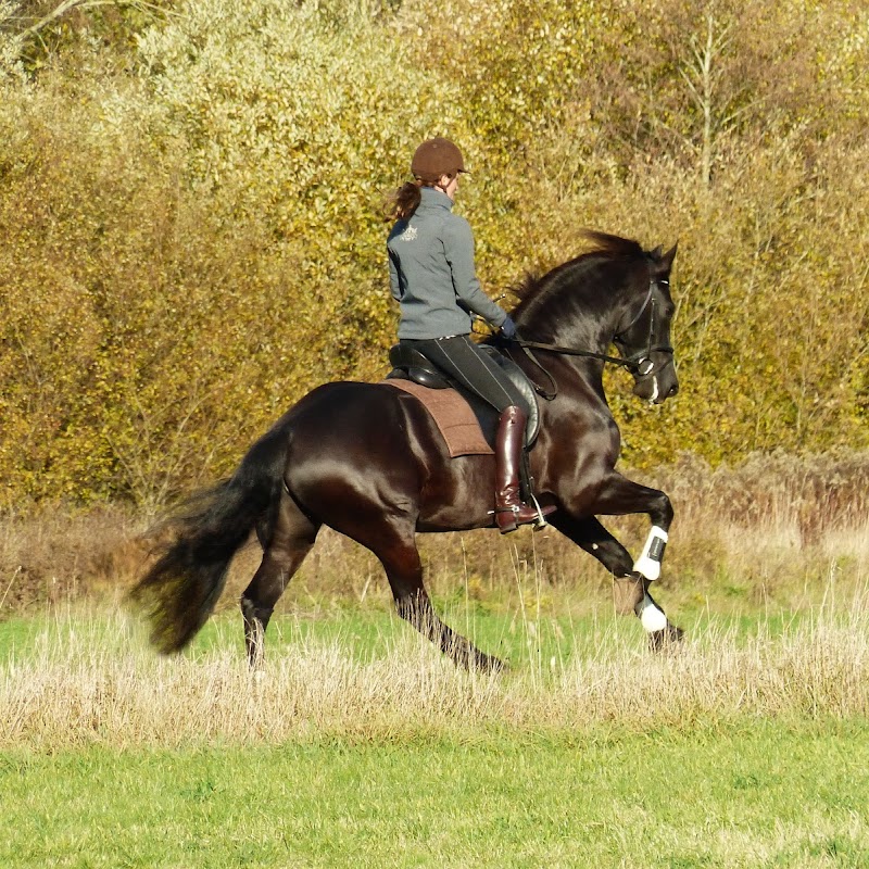Annelies Rienksma - Training van Ruiter en Paard. Dressuur, Longeren, Houding en Zit