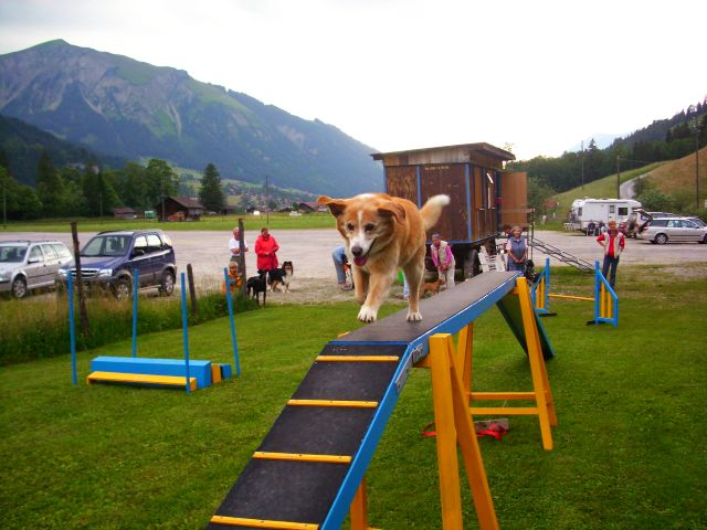 Rezensionen über Hundesport Lenk in Montreux - Hundeschule