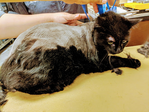 Pet Supply Store «PetSmart», reviews and photos, 2141 N Rose Ave, Oxnard, CA 93036, USA