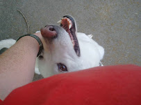 Parthenon P.U.P.S. Professional Pet Services - Photo 9 - Car repair in , Nashville