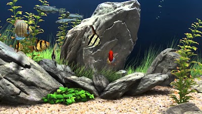 Photos of Aqualife Acuario
