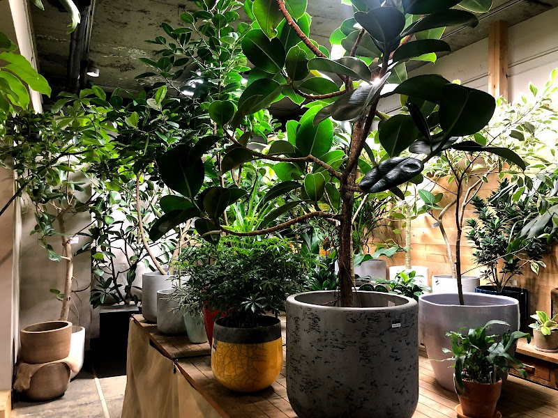 警察 フィッティング アーネストシャクルトン 恵比寿 観葉 植物 Buzz Wim Co Jp