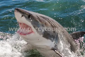 Great White Shark Cage Diving in Hermanus image