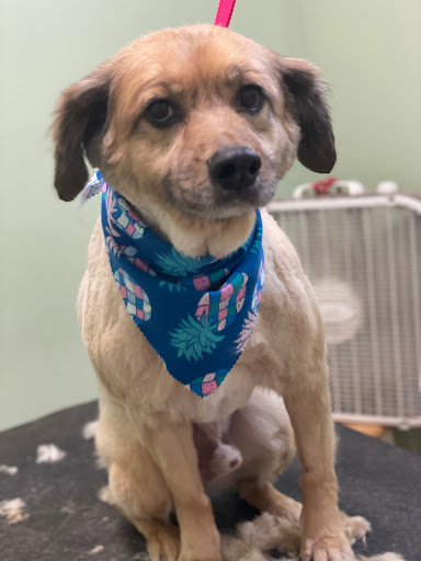 Pet Groomer «Doggie Style Bowtique», reviews and photos, 1713 Westport Rd, Kansas City, MO 64111, USA