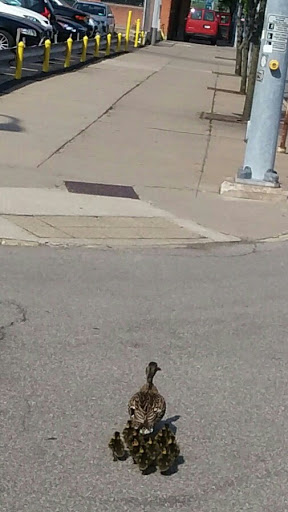 Performing Arts Theater «Geva Theatre Center», reviews and photos, 75 Woodbury Blvd, Rochester, NY 14607, USA