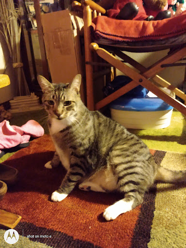 Copy Shop «Copy Cats», reviews and photos, 1567 Edgewater St NW, Salem, OR 97304, USA