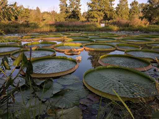 National Park «Kenilworth Park», reviews and photos, 1505 Ancostia Ave NE, Washington, DC 20019, USA