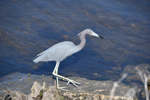 Wildlife Refuge «Ding Darling Wildlife Refuge», reviews and photos, 1 Wildlife Dr, Sanibel, FL 33957, USA