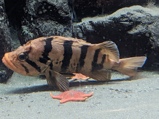Aquarium «Seaside Aquarium», reviews and photos, 200 N Prom, Seaside, OR 97138, USA