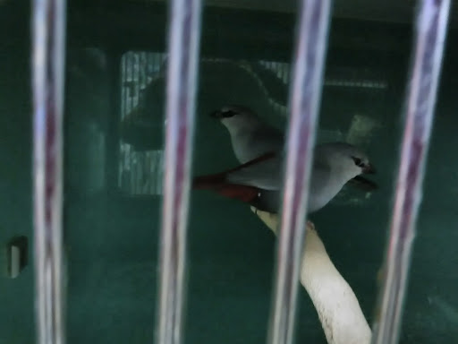 Pet Store «Carters Pet Mart», reviews and photos, 510 N Main St, Manteca, CA 95336, USA