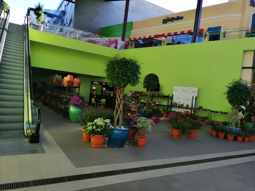 Plant shops in Managua