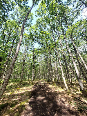 Forêt de Montigny-le-Chartif à Montigny-le-Chartif
