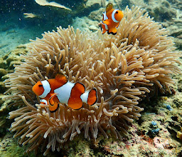 Sea Gypsy Divers photo