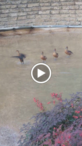 Zoo «Dallas Zoological Society», reviews and photos, 650 S R L Thornton Fwy, Dallas, TX 75203, USA