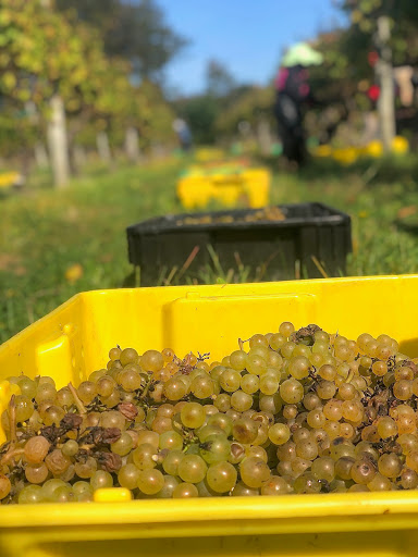 Vineyard «Greenvale Vineyards», reviews and photos, 582 Wapping Rd, Portsmouth, RI 02871, USA