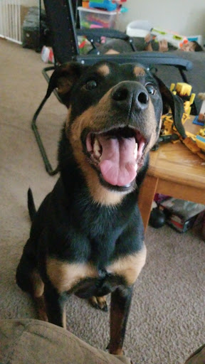 Pet Supply Store «PetSmart», reviews and photos, 8014 Old Carriage Ct, Shakopee, MN 55379, USA