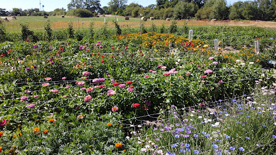 Liberté Fleurs à Bessines-sur-Gartempe