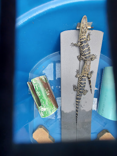 Animal Rescue Service «McCarthys Wildlife Sanctuary», reviews and photos, 12943 61st St N, West Palm Beach, FL 33412, USA