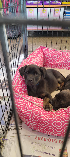 Animal Shelter «One of A Kind Pet Rescue», reviews and photos, 1929 W Market St, Akron, OH 44313, USA