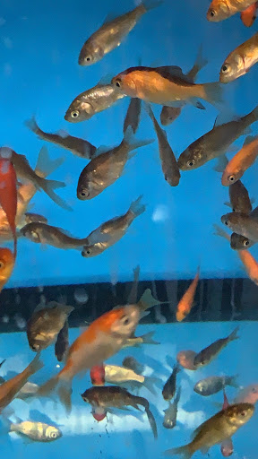 Pet Supply Store «Petco Animal Supplies», reviews and photos, 25451 Horace Harding Expy, Little Neck, NY 11362, USA